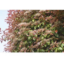 18 x photinies FloraSelf Photinia fraseri 'Red Robin' h 125-150 cm Co 15 l pour une haie d'env. 7 m-thumb-3