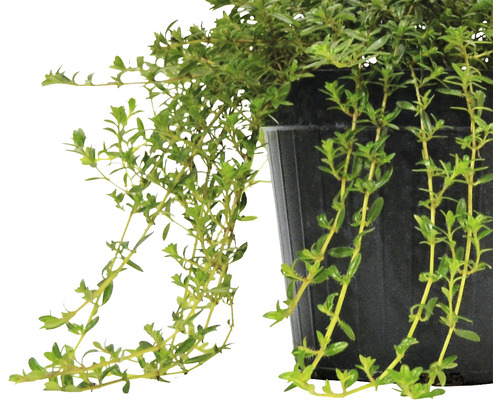 Thymian Pflanze im Topf