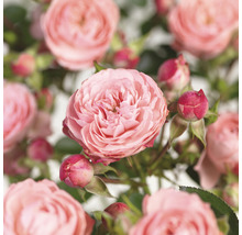 Nahaufnahme von rosa Rosenblüten
