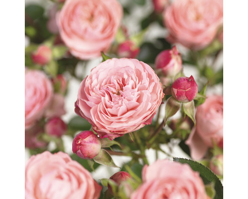 Rosier à massif 'Rose Meilove' Floraself Rosa 'Rose Meilove' h 15-60 cm Co 3 l Gros plan sur des fleurs de roses roses