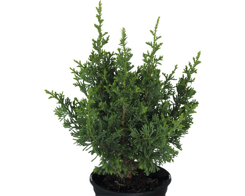 Cyprès en pot