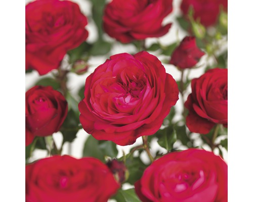 Rosier 'Red Meilove' Floraself Rosa 'Red Meilove' hauteur de tige 60 cm Co 5 l Fleurs de roses rouges