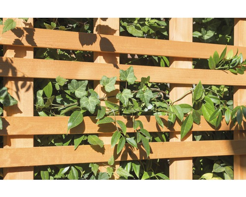 Clôture en bois avec plantes grimpantes