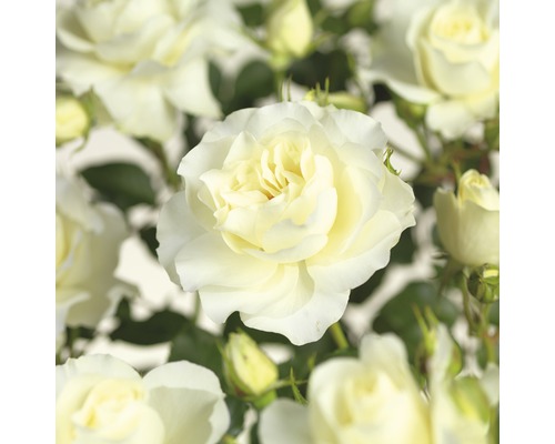 Rosenstock 'White Meilove' Floraself Rosa 'White Meilove' Stammhöhe 60 cm Co 5 L