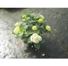 Hortensie mit grünen und weißen Blüten im Topf