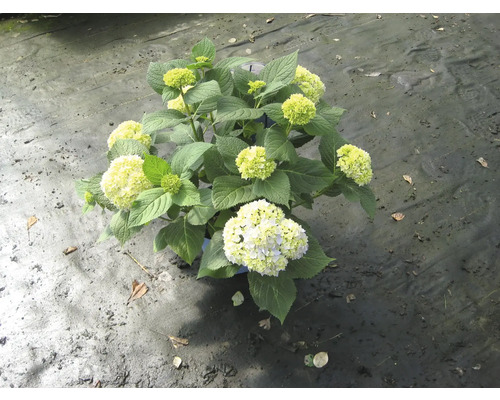 Hortensie mit grünen und weißen Blüten im Topf