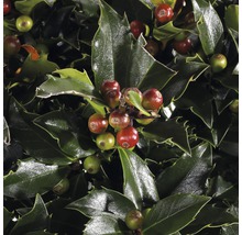 Nahaufnahme von Stechpalmenblättern und -beeren