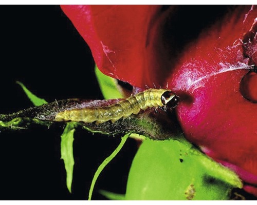 Chenille sur une feuille de rose pour la lutte antiparasitaire