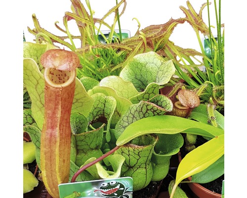 Arrangement de différentes plantes carnivores