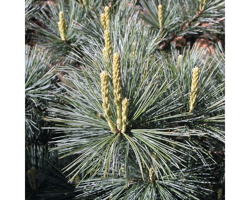 Gros plan d''un pin avec des aiguilles et des cônes