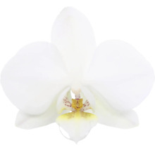 Orchidée papillon FloraSelf Phalaenopsis multiflora 'Venice' H 45-55 cm pot Ø 12 cm 3 panicules-thumb-1