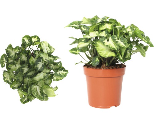 Tête-de-flèche en pot, deux vues