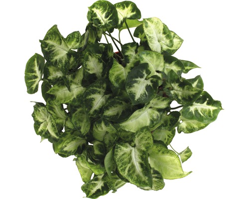 Plante d''intérieur tête de flèche avec des feuilles vertes et claires