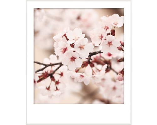 Nahaufnahme von Kirschblüten in einem weißen Rahmen