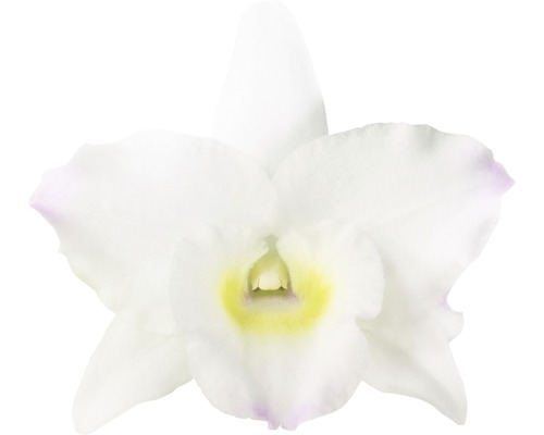 Weisse Orchideenblüte