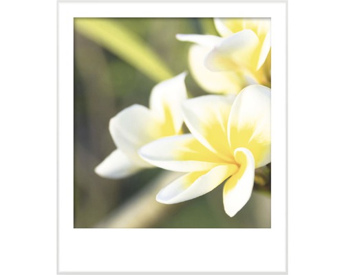 Gerahmtes Bild von Frangipani Blüten