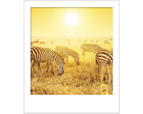 Gerahmtes Bild mit Zebras in der Savanne