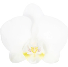Orchidée papillon FloraSelf Phalaenopsis Hybride 'Ghost Town' h 55-70 cm pot Ø 12 cm 3 panicules blanc-thumb-1