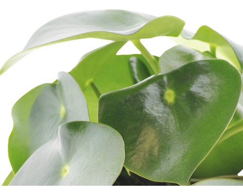 Plante à monnaie chinoise avec des feuilles rondes