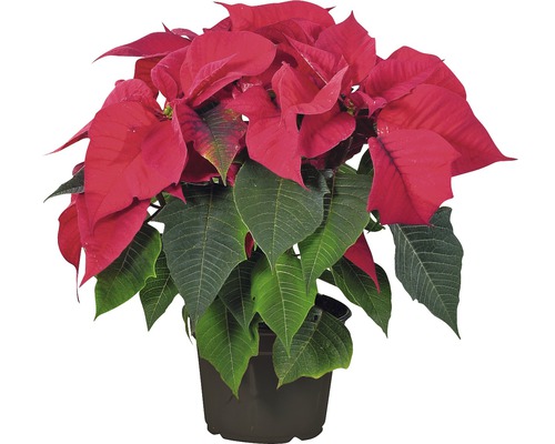 Weihnachtsstern Pflanze im Topf