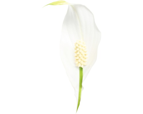 Blüte einer Einblatt Pflanze