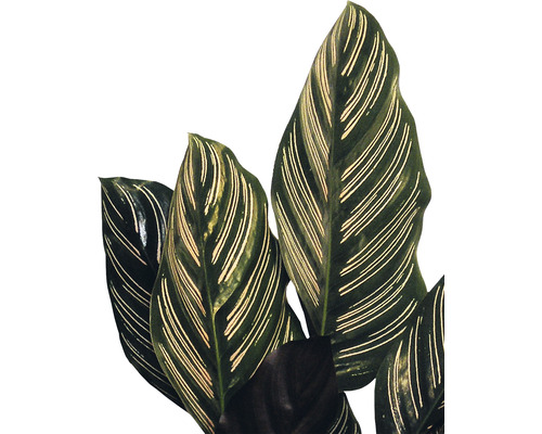 Calathea Ornata Zimmerpflanze mit gestreiften Blättern