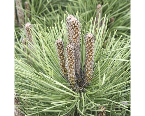 Schwarzkiefer Botanico Pinus nigra 'Hornibrookiana' H 50-60 cm Co 15 L