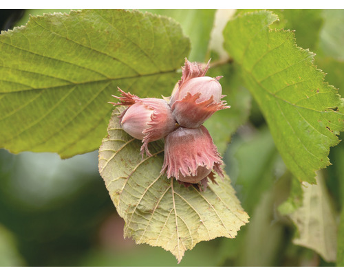 Noisetier FloraSelf Bio Corylus fructo maxima 'Wunder von Bollweiler' H 80-100 cm Co 5 L