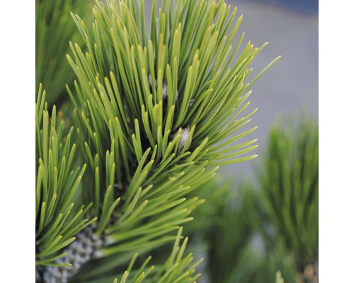 Schlangenhaut-Kiefer Botanico Pinus leucodermis 'Compact Gem' H 25-30 cm Co 3,7 L Nahaufnahme von Kiefernnadeln