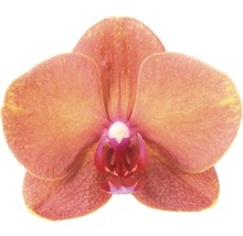 Schmetterlingsorchidee FloraSelf Phalaenopsis multiflora 'Surfsong' H 55-70 cm Ø 12 cm Topf 2 Rispen