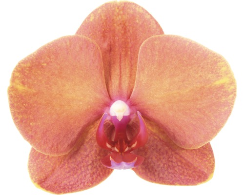 Gros plan d''une seule fleur d''orchidée orange