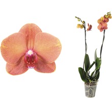 Pflegeleichte Orchidee im Topf mit Blüten