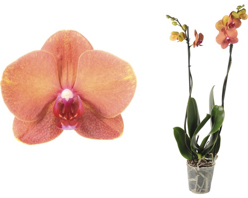 Orchidée facile d''entretien en pot avec fleurs