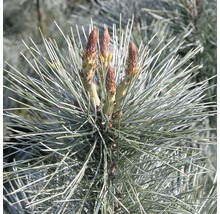 Pin Weymouth Botanico Pinus monticola 'Ammerland' H 60-80 cm Co 10 L-thumb-0