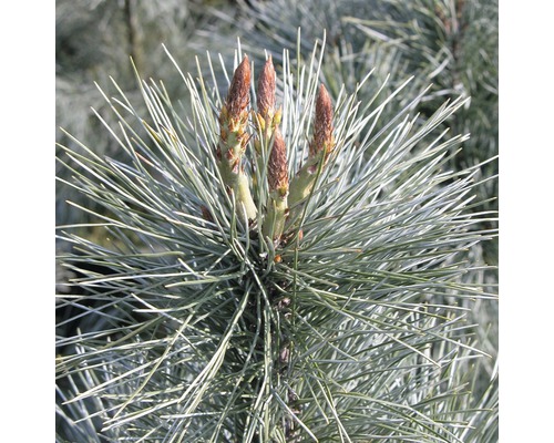 Pin Weymouth Botanico Pinus monticola 'Ammerland' H 60-80 cm Co 10 L-0