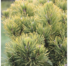 Bergkiefer Botanico Pinus mugo 'Carstens Wintergold' H 30-40 cm Co 10 L-thumb-0