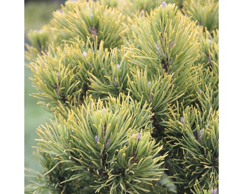Bergkiefer Botanico Pinus mugo 'Carstens Wintergold' H 30-40 cm Co 10 L-0