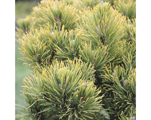Pin des montagnes Botanico Pinus mugo 'Carstens Wintergold' H 30-40 cm Co 10 L Gros plan d''un pin nain