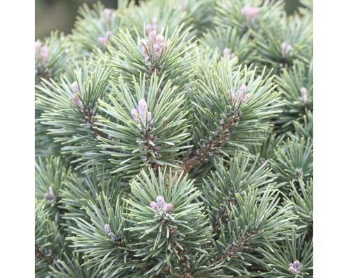 Kugel-Kiefer Botanico Pinus mugo 'Mops' H 30-40 cm Co 10 L