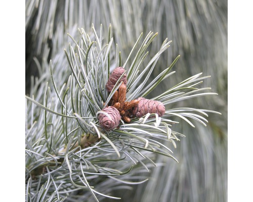 Pin bleu Botanico Pinus parviflora 'Negishi' H 40-50 cm Co 10 L
