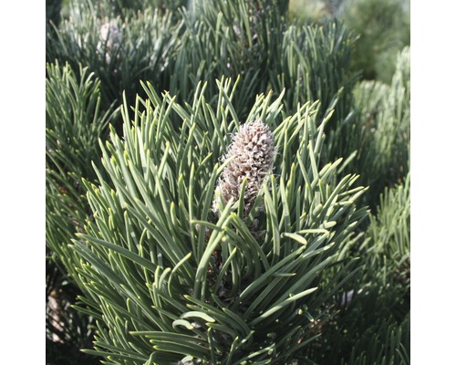 Zwerg-Schwarzkiefer Botanico Pinus nigra 'Oregon Green' H 40-60 cm Co 6 L