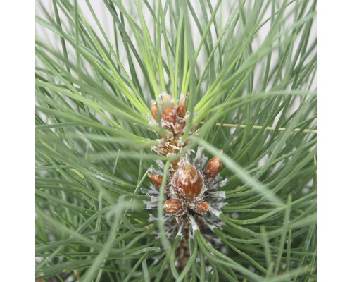 Pin noir en colonne Botanico Pinus nigra 'Green Tower' H 50-60 cm Co 6 L