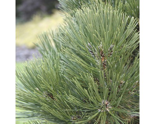 Pin de Bosnie nain Botanico Pinus leucodermis 'Malinki' H 30-40 cm Co 6 L