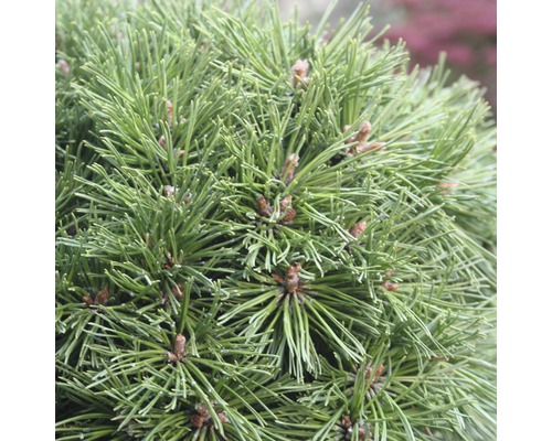 Pin nain des montagnes Botanico Pinus mugo 'Benjamin' H 20-25 cm Co 3,7 L