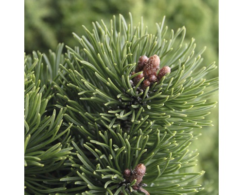 Pin nain des montagnes Botanico Pinus mugo 'Picobello' H 20-25 cm Co 3,7 L