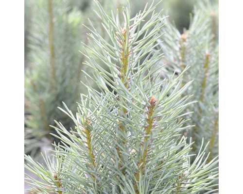Pin colonnaire Botanico Pinus sylvestris 'Fastigiata' H 40-60 cm Co 6 L