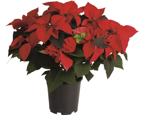 Étoile de Noël très gros format FloraSelf Euphorbia pulcherrima h 40-50 cm pot Ø 19 cm assorti