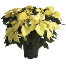 Weihnachtsstern in einem Topf