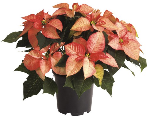 Weihnachtsstern in einem Topf