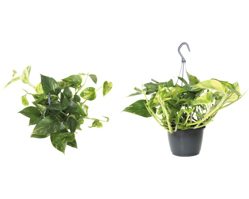 Plante suspendue avec feuilles vert-jaune dans un pot